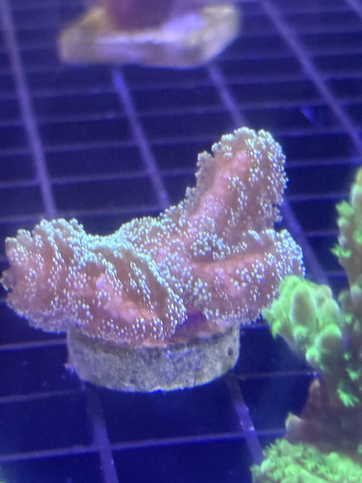 Birds Nest Live Coral 