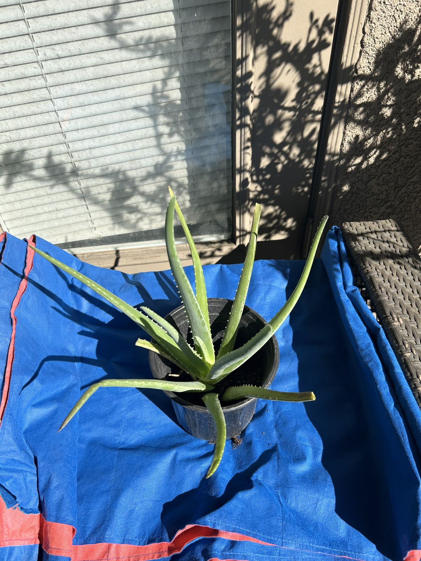 Aloe Vera Medicine Succulent 16” Plant
