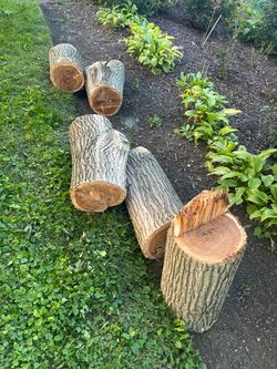 FREE - Tree trunks