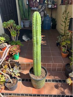 San Pedro Cactus