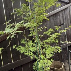 Japanese Maple Tree 5’