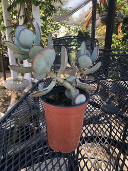 Silver Dollar Jade Plant, 11” 
