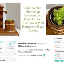 Live Needle Stonecrop Succulent in a Hand Crafted Real Wood Well Planter w/ Rope Accent
