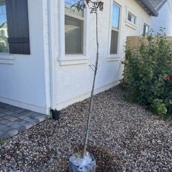 Chinese Pistache Tree