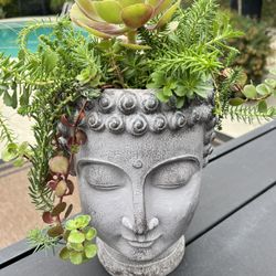Succulents 