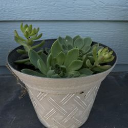 Succulent Pot