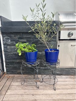 Live Plants - Olive And mint in blue pots