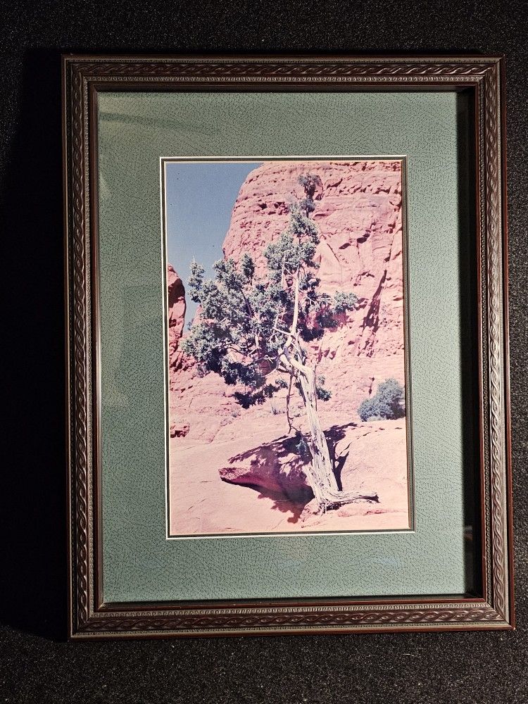 Vintage local artist photo-art of an "Arizona Juniper Tree". Frame measures 18"X 14"