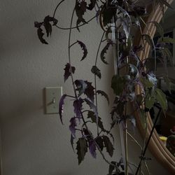 Plant Live $30