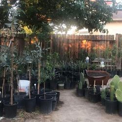 Fruit Trees And Plants 
