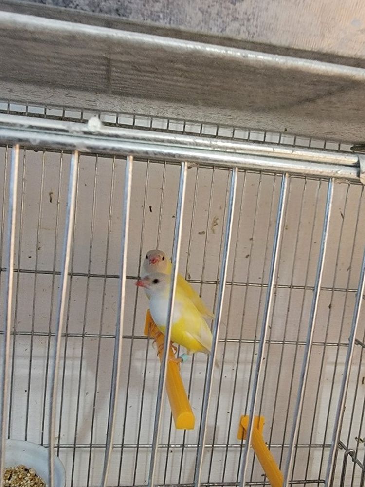 Lady Gouldians Finchs
