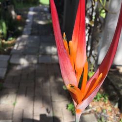 Parrots Beak Or Fake Bird Of Paradise