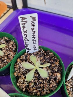Pings, Butterworts, Carnivorous Plants