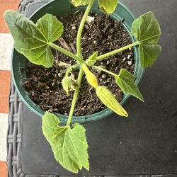 Squash and tomato Plants