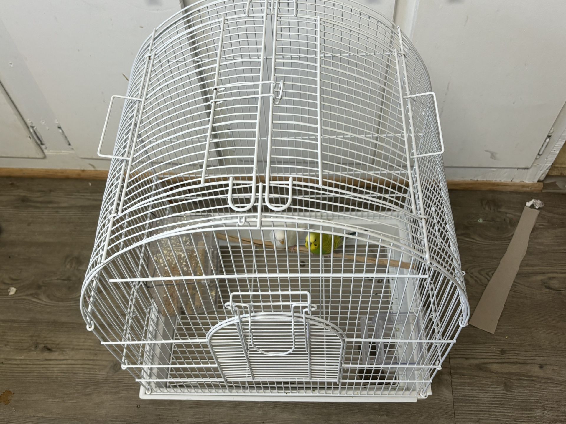 Parakeets With Cage
