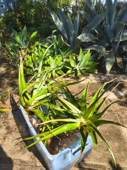 Aloe