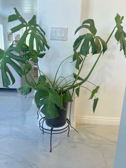 4 feet live plant & metal vase
