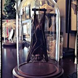 Hanging Taxidermy Bat In A Dome – Oddities 