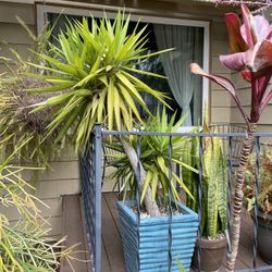 Yucca Plant With Blue Terracotta Pot