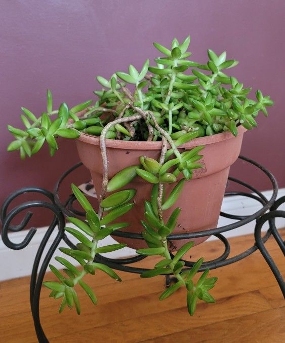 HEALTHY SEDUM SUCCULENT PLANT IN A 9" PLASTIC POT
