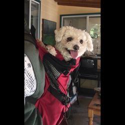Pet backpack Carrier