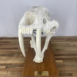 Saber-Toothed Cat Skull Display