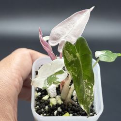 Alocasia amazonica 'Bambino' Arrow Pink (Albo) 