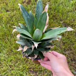 Pineapple plant