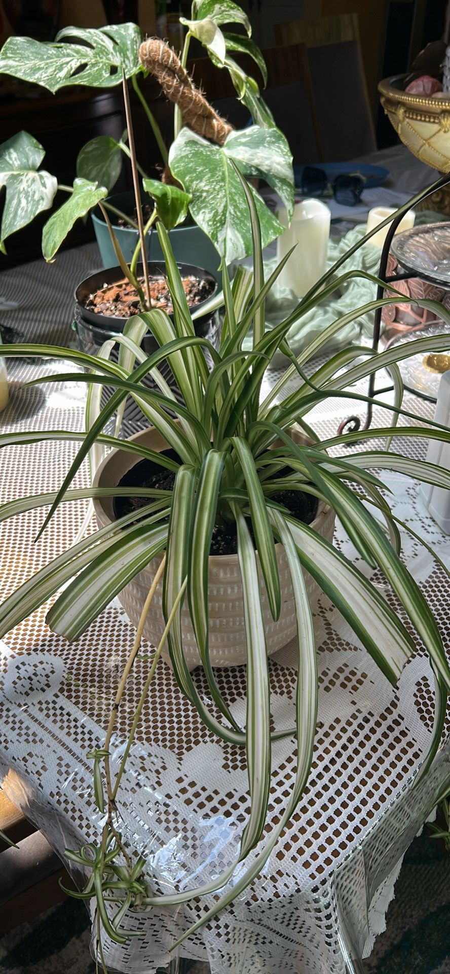 Ocean Spider Plant