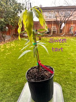 Sweet Tart Mango Tree Grafted