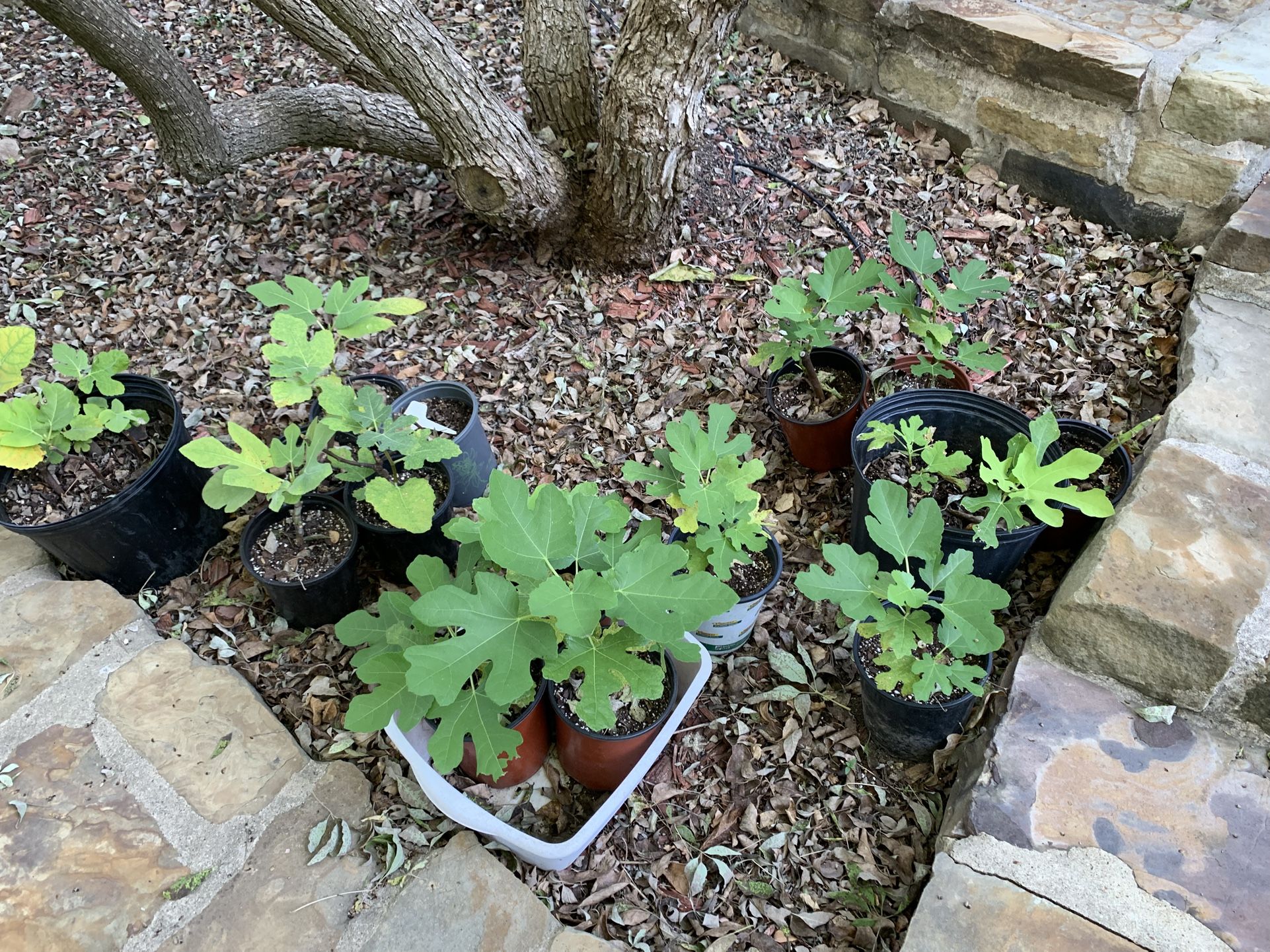 Figs plants Chicago Hardy & brown turkey – pots with 2 plants are $15, pots with 1 plant are $10