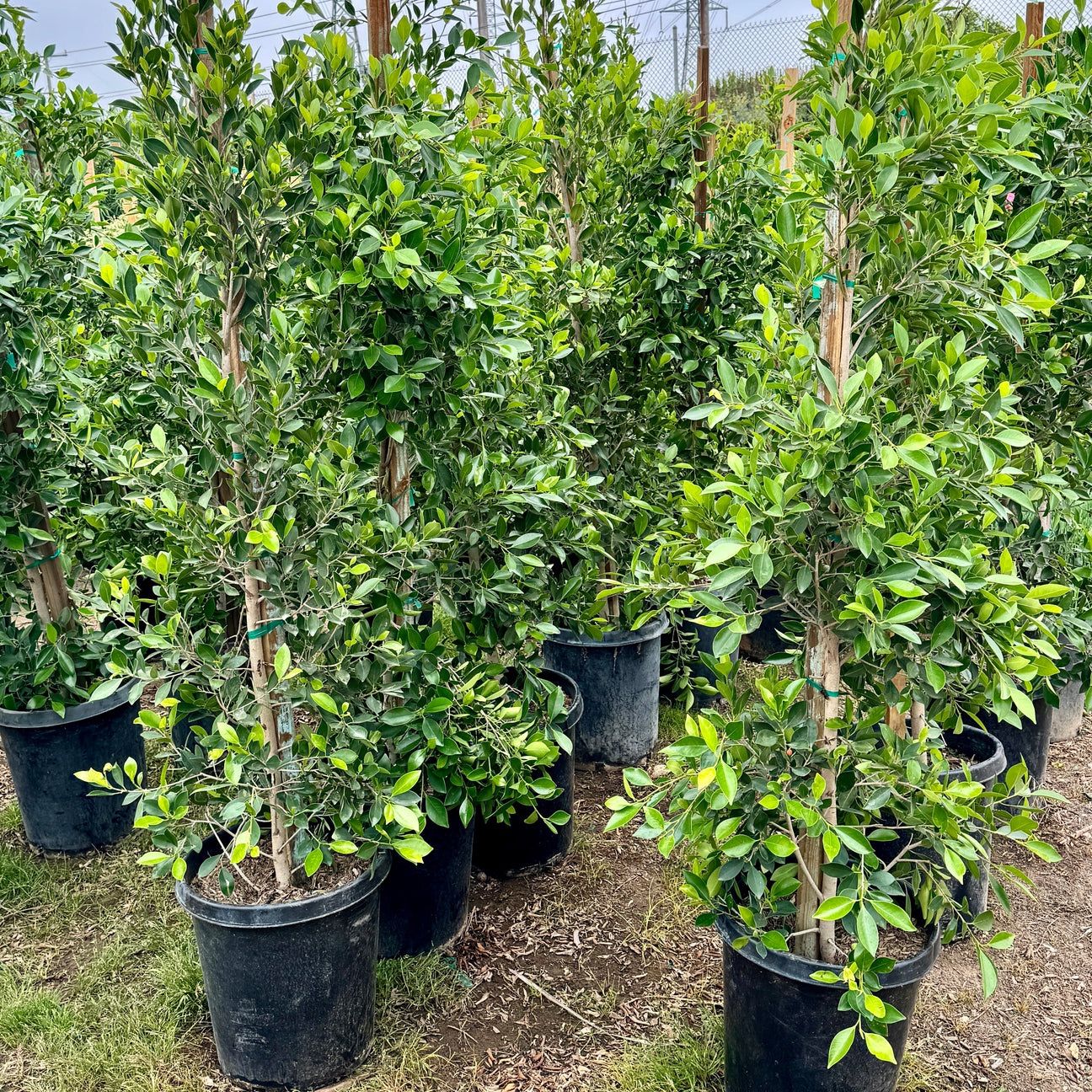 Indian Laurel Columns - Ficus nitida