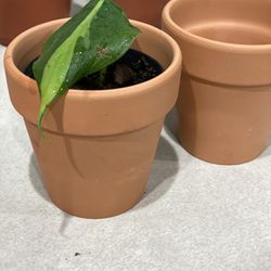 Terracotta Pot 3inch., Plants, Flower Pot
