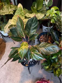 Aglaonema 'Siam Red