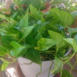 HOUSE PLANT. PUO AREA 20ST & MONTE VISTA RD  PHX  85006 IF POSTED IT'S AVAILABLE 