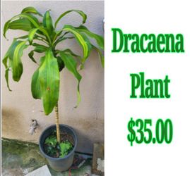 Dracaena Plant