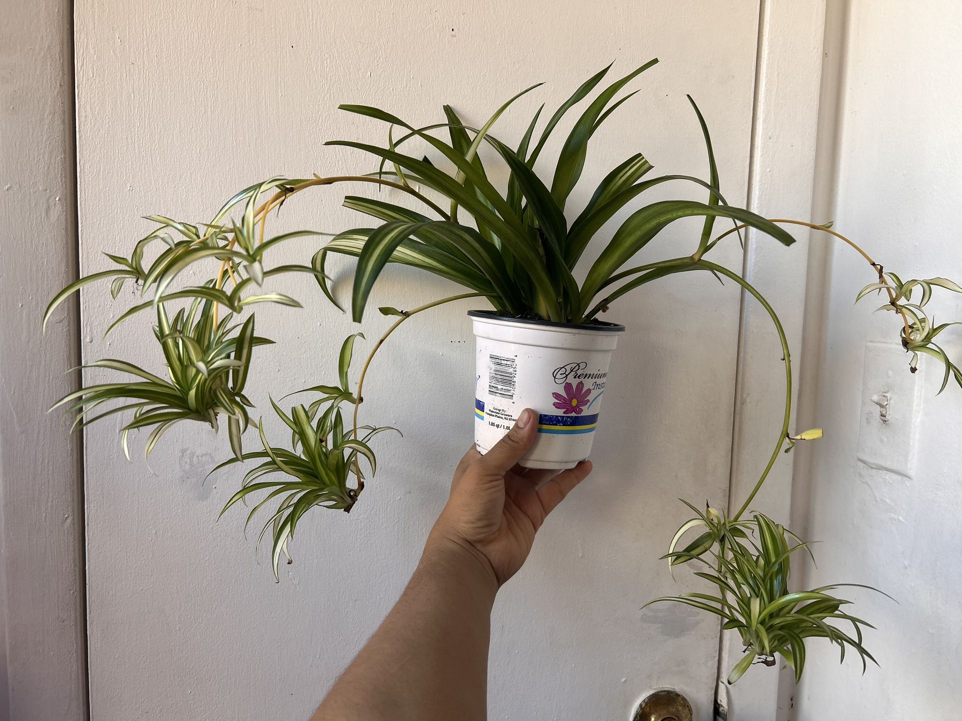 Spider Plant Read Description⤵️ I’m Not Replying Back To Hi Is This Still Available 🙄