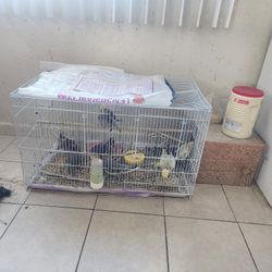 Bird Cage