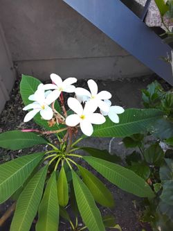 Hawaiin Plumeria Plant