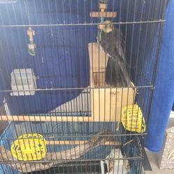 Bird Cage 