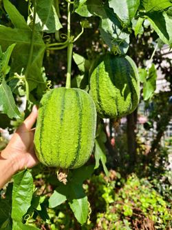 台湾苹果丝瓜苗/rare TAIWAN APPLE LUFFA SEEDLINGS 台灣蘋果絲瓜苗