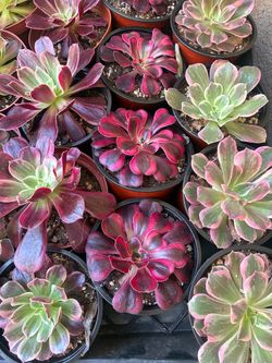 4 inch Aeonium
