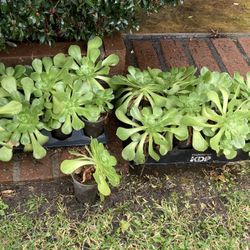 5 POTS Succulent Aeonium Blush Plants $10