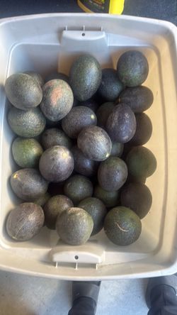 Big avocados 1.25 each