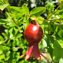 Pomegranate Tree