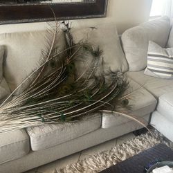 Various Peacock Feathers 75+ 