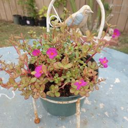 🌸Portulaca & Plant Stand🌸