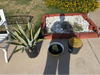 3 cacti plants