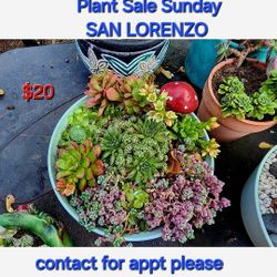 HUGE PLANT SALE TODAY IN SAN LORENZO CONTACT ME FOR APPOINTMENT  SUNDAY !!