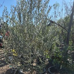 Olivos De 25 Galones 